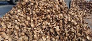 Cáscaras de Coco Rotas 100% Naturales y Virutas de Cáscara de Coco Triturada de Origen Vietnamita para la Elaboración de Carbón Vegetal a Precio Mayorista Económico - Product Image 6