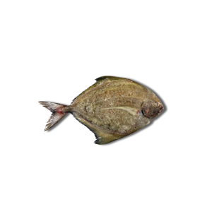 Pomfret Negro Entero Congelado IQF envasado al vacío, 24 meses de vida útil, marisco de exportación, proveedor mayorista de Vietnam, precio competitivo - Product Image 1