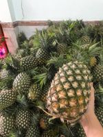 Bron Verse Ananas Voor Verkoop Oorsprong Vietnam Verse Ananas Fruit Met Groene Bladeren Nieuw Seizoen Ananas Comosus Vers