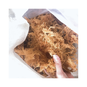 Algues marines eucheuma cottonii séchées à haute teneur en fibres provenant de côtes propres pour une utilisation dans les usines industrielles de carraghénane - Product Image 2