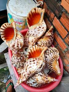 Trompeta Seashell: Vietnam Large Queen Conch Trompeta Seashell, Ideal para una decoración audaz del hogar y accesorios de exhibición llamativos - Product Image 4