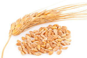 Grano de trigo duro de alto contenido proteico | Proveedor mayorista - Product Image 2