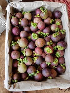 Mangosteen Tropical fresco, alta calidad, vietnamita, al mejor precio - Product Image 3