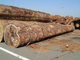 Blackwood <b>Logs</b> for Beams and Posts Acacia Melanoxylon <b>Logs</b> for Beams and Posts Blackwood <b>Logs</b> for Woodworking Projects - Product Image 5