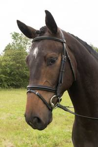 Vente en gros d'équipement équestre pour chevaux Bride en cuir et licou pour les courses pour les propriétaires et les cavaliers de chevaux - Product Image 6