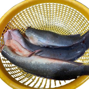 Exportación de Vietnam: Bagre Entero Congelado IQF sin Cabeza, Envasado al Vacío a Granel, 24 Meses de Vida Útil, Venta al por Mayor - Product Image 6