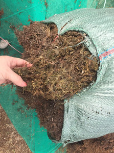 SARGASSUM SÉCHÉ ALGUES TRÈS NUTRIEUX POUR ENGRAIS BON PRIX ALGUES SARGASSUM - Product Image 6