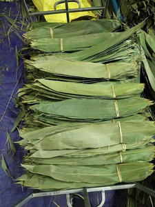 Feuilles de bambou séchées du Vietnam Feuilles de bambou pour la fabrication de gâteaux à bon prix Feuilles de bambou pour l'importation et l'exportation - Product Image 6