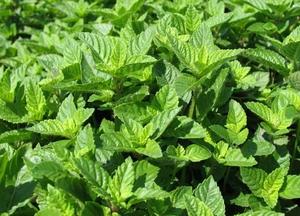 ผงหญ้าเจลลี่-ใบหญ้าดำแบบดิบจำนวนมากสำหรับการส่งออกจากเวียดนาม - Product Image 5