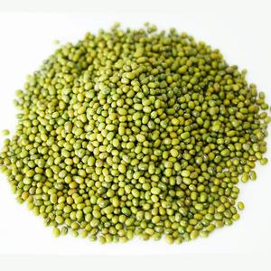 Vente en gros biologique frais séché Moong Dal (haricots Vigna) Haricots mungo verts de haute qualité Livraison rapide Vente à bas prix - Product Image 2