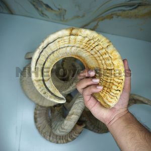 Cuerno de carnero natural duradero para masticar perros, tratamiento de larga duración para el cuidado dental de razas grandes por NHE Overseas - Product Image 3