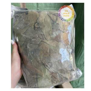 PRIX D'USINE FEUILLES DE COROSSOL SÉCHÉES EN VENTE EN GROS FEUILLES DE GRAVIOLA EN VENTE EN GROS DU VIETNAM CHAÎNE D'EXPORTATION DIRECTE - Product Image 3