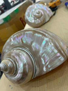 Exportation en gros en vrac de coquillage Turbo pour la décoration intérieure inspirée des côtes Accessoires faits à la main Décoration d'événement du fournisseur du Vietnam - Product Image 3