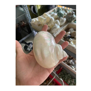 99 Gold Data Vietnam Exportateur de coquille de conque pour une utilisation intérieure en couleurs vert blanc pour les concepteurs de coquille créatifs - Product Image 1