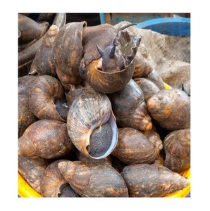 Proveedor Mayorista de Caracoles Africanos Secos de Primera Calidad en Venta - Product Image 1