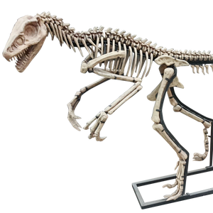 Nuevo producto Hueso <span class=keywords><strong>de</strong></span> dinosaurio <span class=keywords><strong>de</strong></span> tamaño real para <span class=keywords><strong>parques</strong></span> temáticos y museos <span class=keywords><strong>de</strong></span> <span class=keywords><strong>dinosaurios</strong></span> DINOSKY - Product Image 1