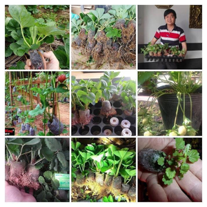 Bloque de plántulas Tapones de coco Venta al por mayor Pellets de coco/Tapones de turba de coco/Máquina de turba de coco de Eco2go Vietnam - Product Image 6