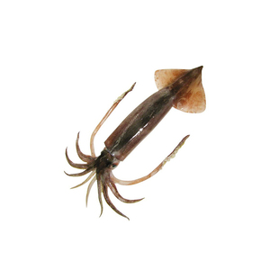 Venta al por mayor de calamares japoneses para distribución y suministro minorista - Product Image 3