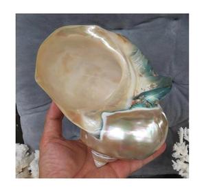 Natural Turbo Shell for Decoration Premium Ocean Inspired <b>Ornament</b> for Homes, Resorts, and Aquariums - Product Image 1