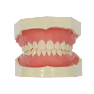 Tandard Nissin-modelo dental con dientes typodont, 32 unidades