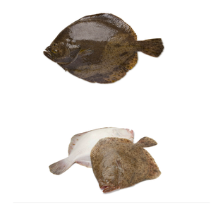 Venta al por Mayor de Turbot Entero Congelado a Precio Económico, la Mejor Calidad, Exportaciones a Todo el Mundo - Product Image 1