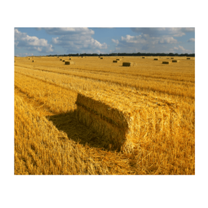 Balles rondes italiennes hachées de la plus haute qualité paille de bétail volaille animale alimentation blé alimentation production d'aliments pour animaux - Product Image 3