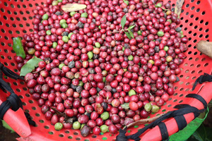 HANCOFFEE 2025 CROP Best Quality Vietnam Robusta Green Bean Coffee Commercial Price GRADE 1 Wet-polished - Free Sample - Product Image 2