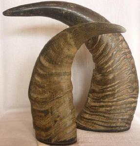 Punta de cuerno de búfalo de vaca Natural de la mejor calidad para el hogar para MANGO de cuchillo o espada estilo Animal único - Product Image 6