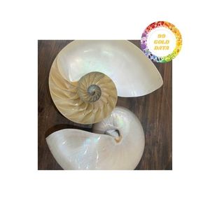 Conchas marinas Nautilus pulidas naturales grandes con acento de abulón perfectas para decoración única del hogar y usos artesanales - Product Image 2