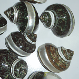 Concha pequeña tallada SEASHELL JOYERÍA Variedades de texturas con motivos de concha para prendas Artesanías naturales - Product Image 2