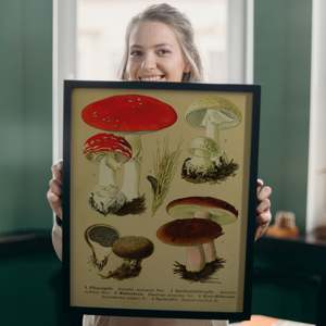 Vintage Educational Fly Agaric Mushroom <b>Poster</b> Paper Wall Decor - Product Image 1