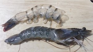 CREVETTES VANNAMEI CONGELÉES DE HAUTE QUALITÉ DU VIETNAM |   STANDARD D'EXPORTATION - Product Image 5