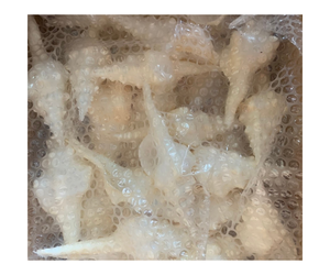 Conchas naturales Fusinus Undatus, varios tamaños, colección de recuerdo de conchas marinas de estilo Animal pulido para exportación - Product Image 1