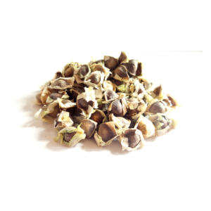 Graines de Moringa pour les acheteurs internationaux avec des prix compétitifs et une livraison fiable - Product Image 5