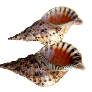 Coquilles de trompette en spirale artistique du Vietnam pour vendeurs de souvenirs, stylistes de décoration, concepteurs d'aquariums et marques de cadeaux - Product Image 6