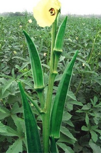 Semillas de Okra Tulsi 99% Puridad 85% Germinación Verde Oscuro - Product Image 4