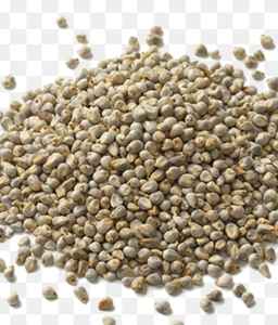 Millet vert super qualité pour l'alimentation animale prêt d'Inde pour l'exportation - Product Image 5