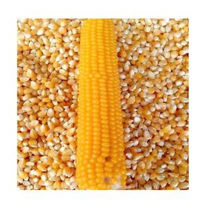 Premium Quality Natural Yellow Corn | Dried Yellow Corn <b>Grains</b> For sale - Product Image 1