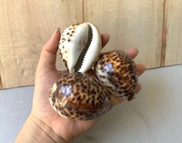 Grandes coquilles de cauris tigrées naturelles sculptées, aspect réel, nettoyées, en nacre, pour décoration de plage, du Vietnam