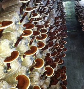 Polvo de hongo Reishi de alta calidad para mezcla de bebidas y aplicaciones culinarias de Vietnam - Product Image 3