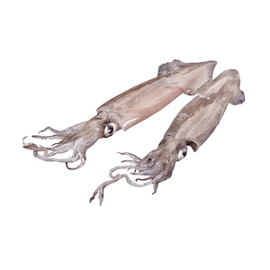 Calamar entero congelado de primera calidad, preparado para compra al por mayor con un manejo confiable - Product Image 5