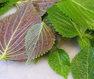 HOJA DE PERILLA AL POR MAYOR ALTA CALIDAD PARA EXPORTAR Y BUEN PRECIO/MEJOR PRECIO COMPETITIVO DE VIETNAM EN 2023 - Product Image 2