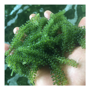 Dried seagrape Vietnam hot deal available from 99D factory direct for distributors and large quantity importers - Product Image 1