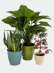 Pioneera-Macetas grandes biodegradables de 24cm para jardín, macetas decorativas ecológicas para exteriores, macetas grandes para el hogar y el patio - Product Image 6