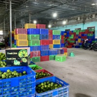 Citron vert frais/citron sans pépins de qualité supérieure du Vietnam 10 kg (WhatsApp Mme Pinky +84 359268 345)