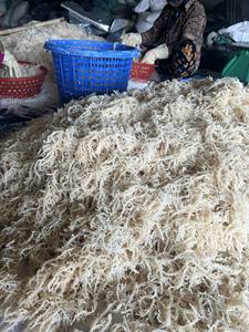 Dried Sea Moss Dried Eucheuma Cottonii <b>Seaweed</b> Sea Moss Cottonii Dried Chondrus Crispus No Salt Moss Wildcrafted From 99GD - Product Image 2