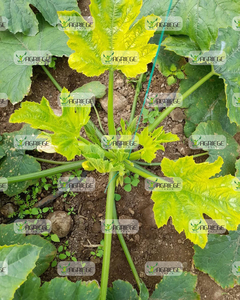 Phân bón axit humic Baretta bán buôn, chất khoáng hữu cơ lỏng, tăng năng suất, chất kích thích sinh trưởng cây trồng nông nghiệp AGRIEGE B2B - Product Image 3