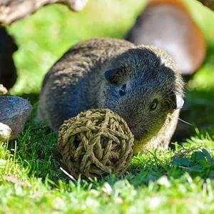 Juguete para mascotas de algas marinas ecológico hecho a mano de las mejores compras, Bola de mimbre juguetona para masticar para gatos y perros, juguetes tejidos para mascotas, cesta para mascotas - Product Image 1