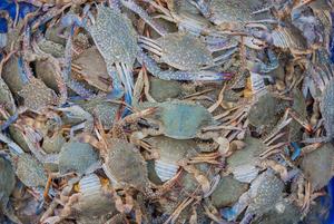 Đông lạnh nửa cắt màu xanh bơi cua để bán - Product Image 4