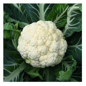 Europe export fresh vegetable <b>cultivated</b> fresh cauliflower for sale - Product Image 6